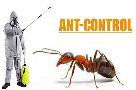 Ant Control Qatar