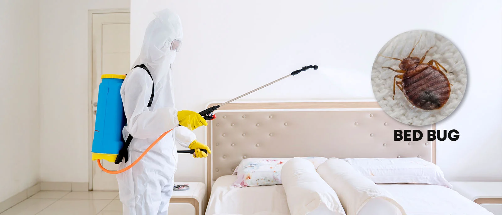 Bed Bug Control Qatar