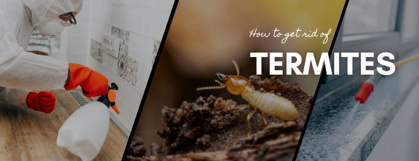 Termite Treatment Qatar